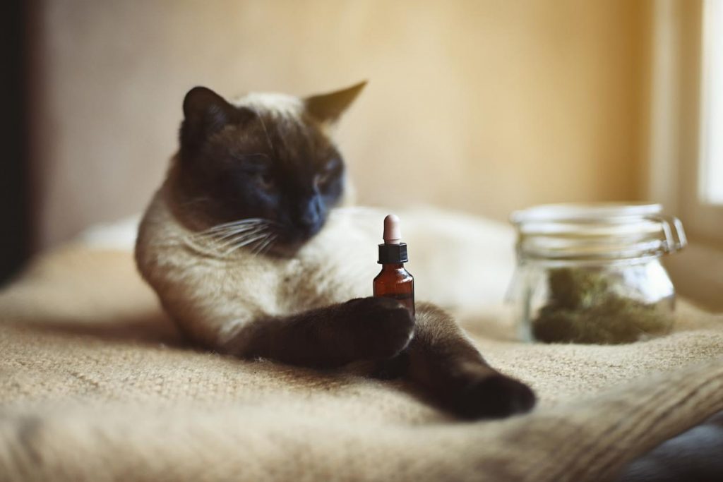 cbd for cats
